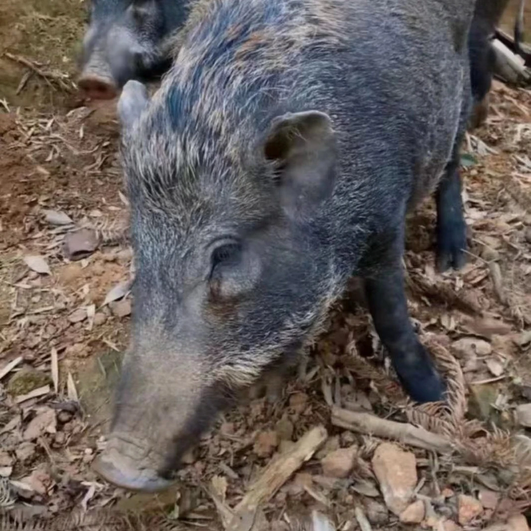 野二代蕨麻猪散养跑山猪土猪肉黑毛藏香猪肉野猪肉山猪肉花猪肉