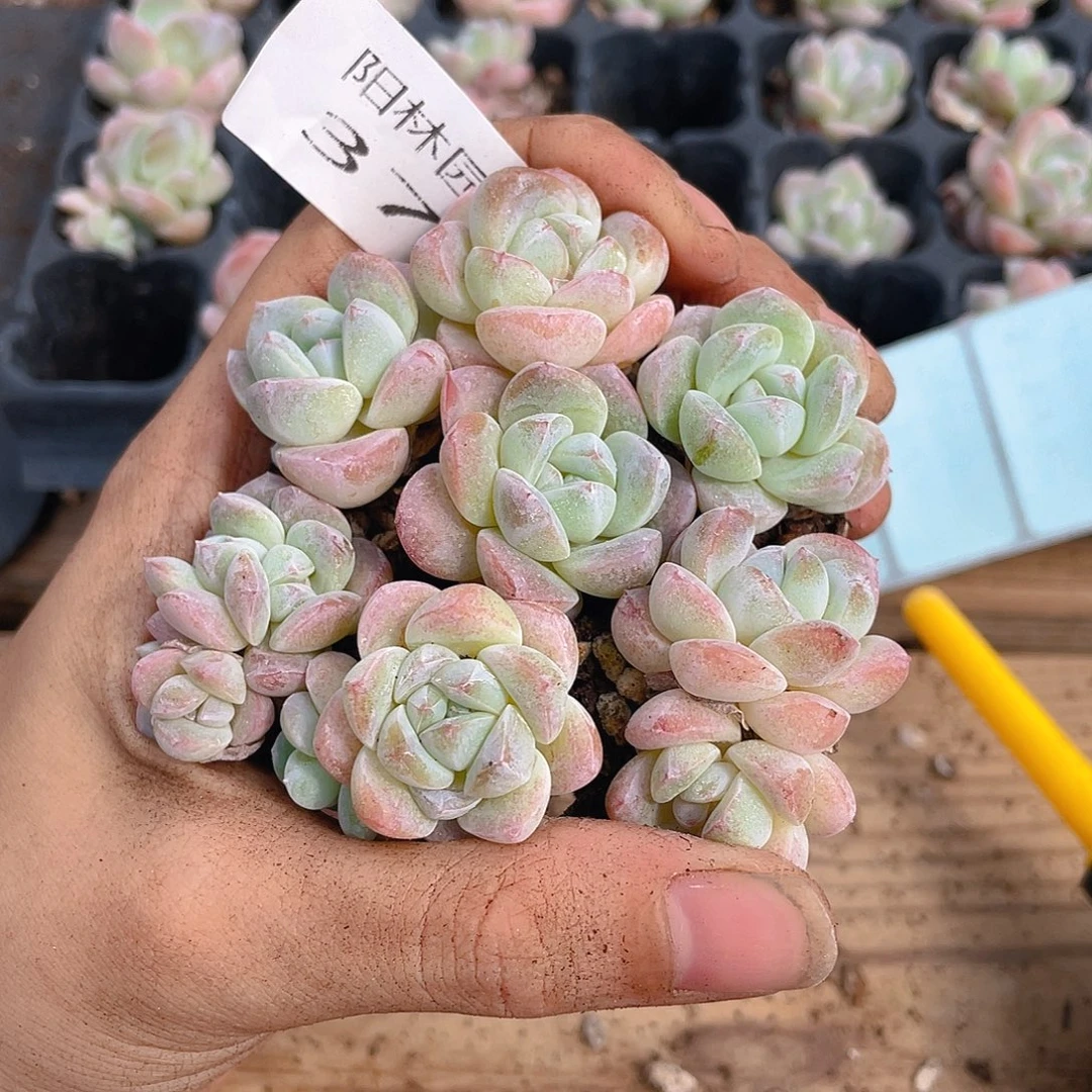 多肉植物多肉植物375