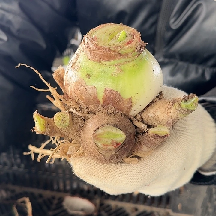 2023杂交盲盒14号有花剑 不知花色 开花无售后