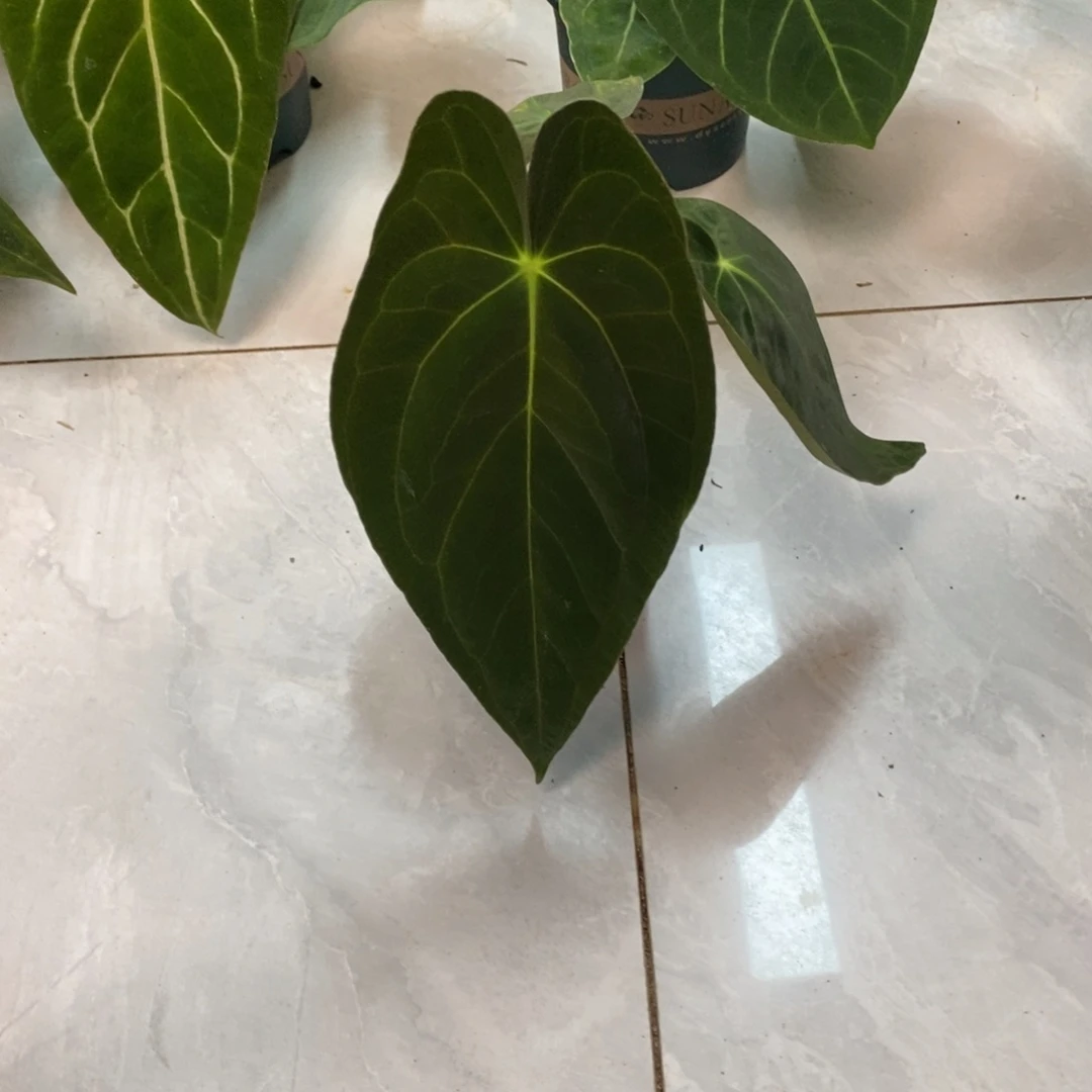 不开花植物加通湖papi
