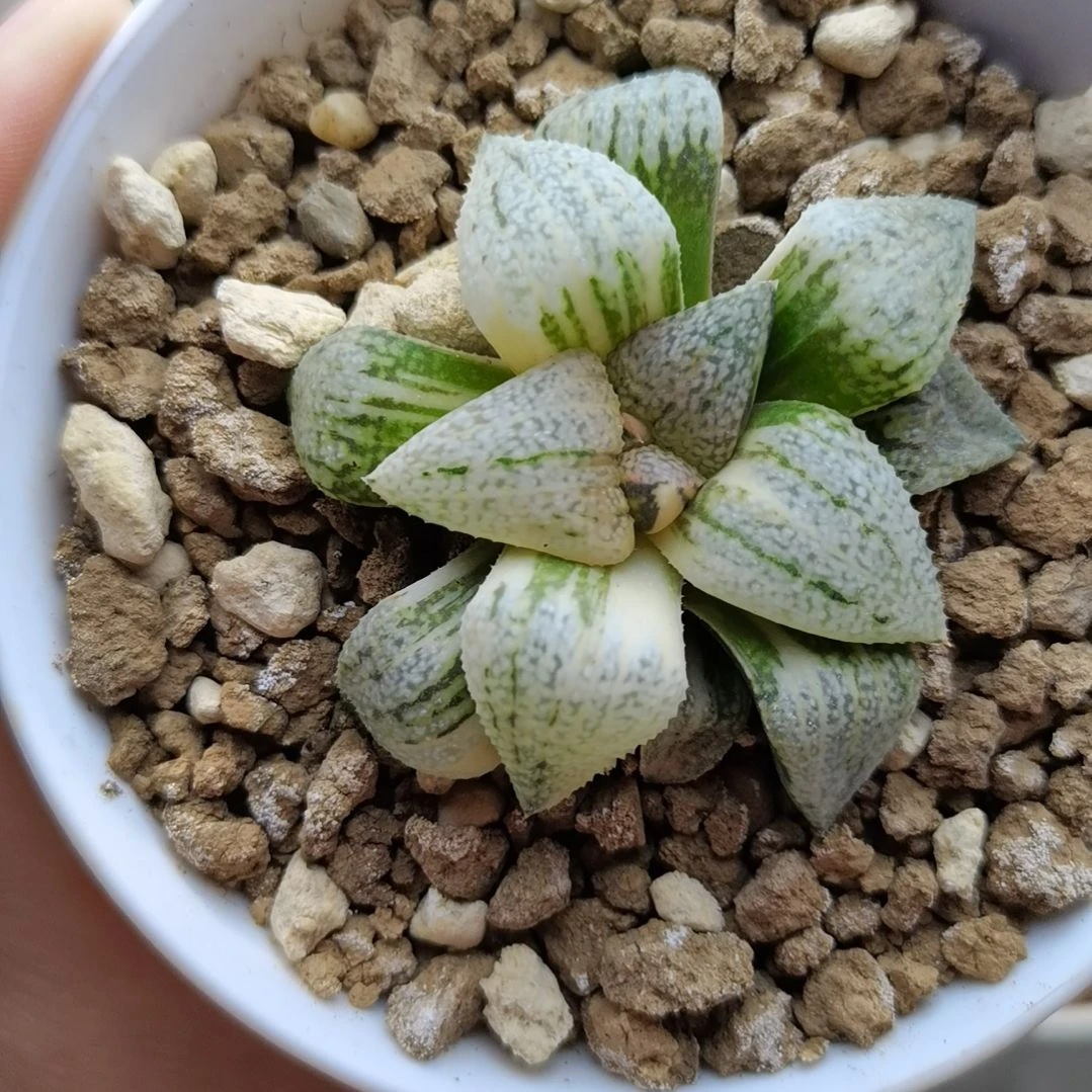 225号大久保白银锦一物一拍带盆土发货