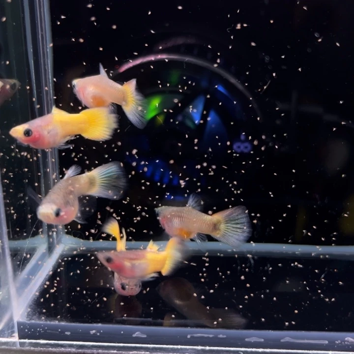 孔雀鱼黄帽玻璃猫3对