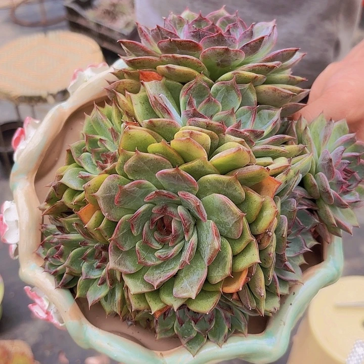 温****伤蓝莓一物一拍