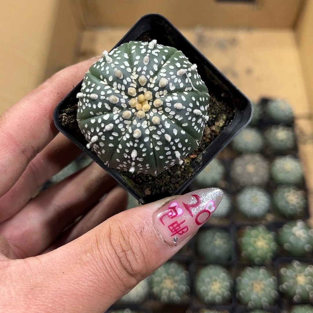 洛*26164一物一拍单头