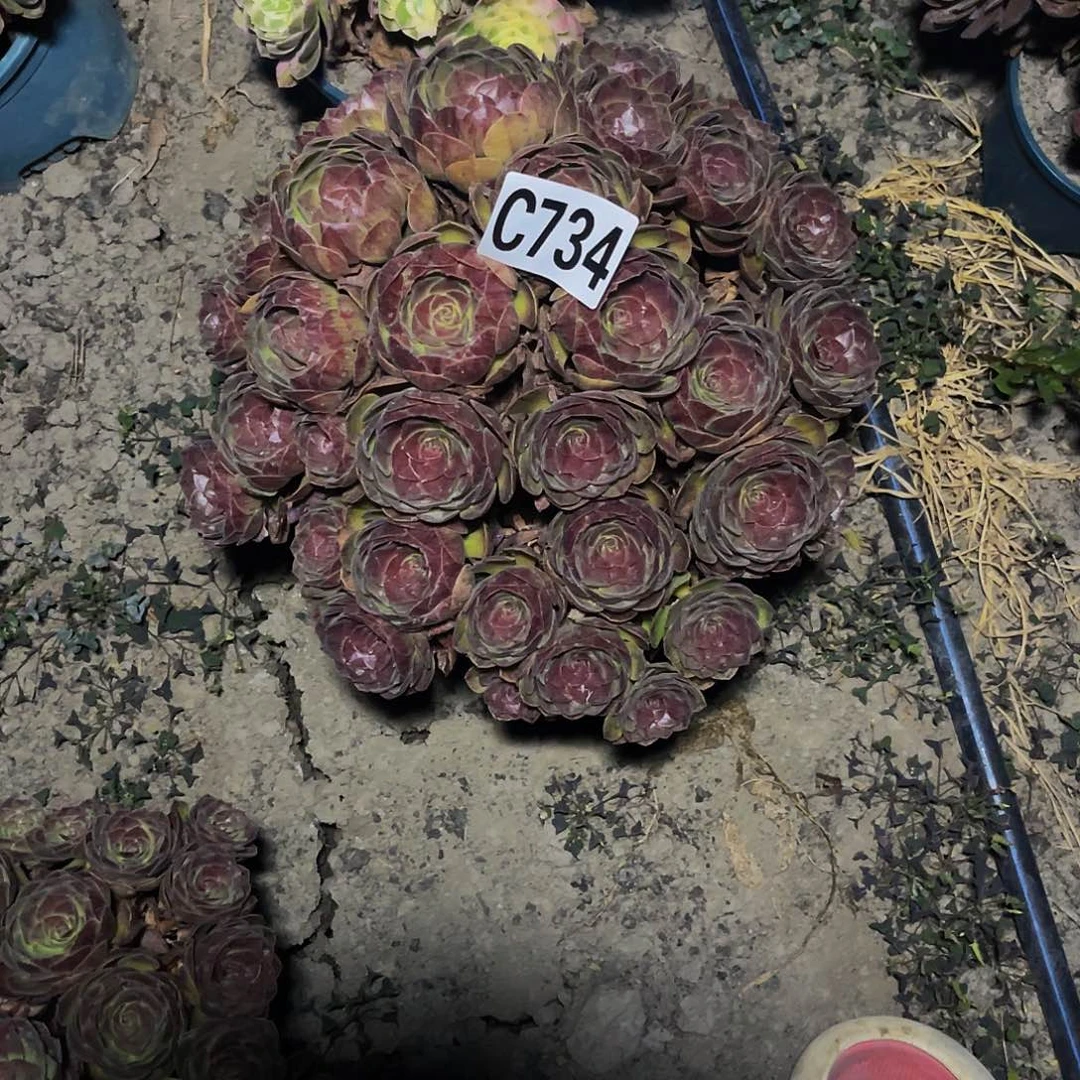 黑魔法师26////9包邮