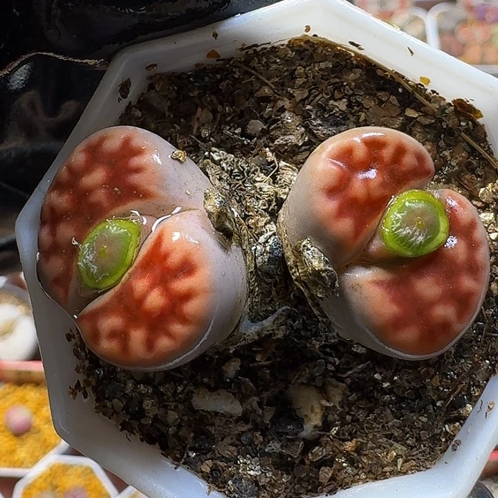 生石花1111112。    223