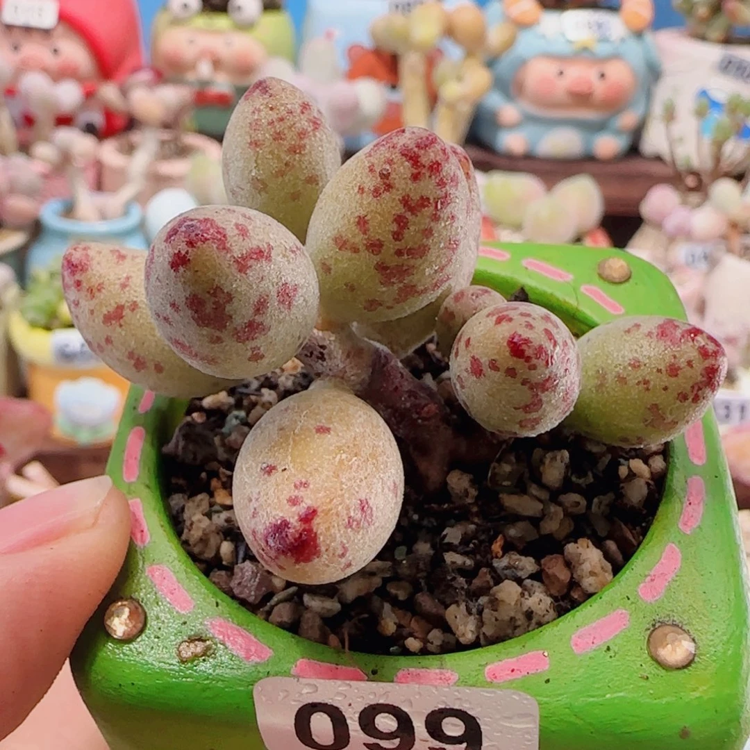 T肥肥小黄鱼盆口4cm