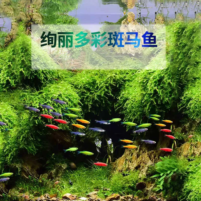 【好养】淡水斑马鱼观赏鱼小型鱼热带鱼活体鱼活鱼科孔雀鱼