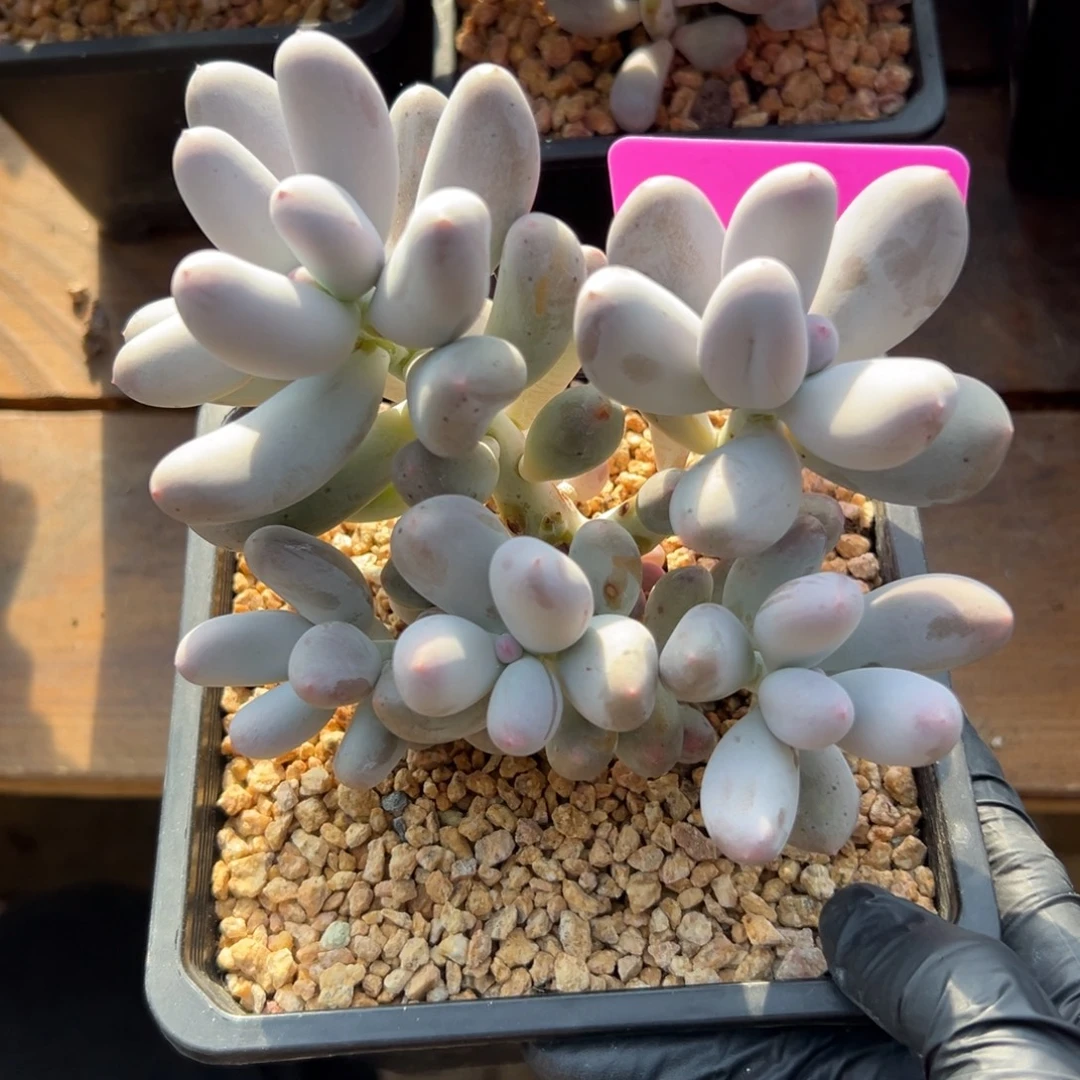 米可奶111111111111111