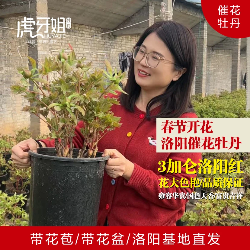 【3加仑盆栽年宵花催花牡丹—春节开花】洛阳红带花苞原盆原土年货