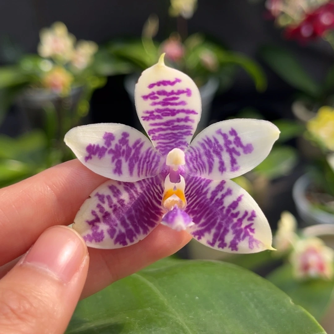 完全开放2.5寸3288开花株