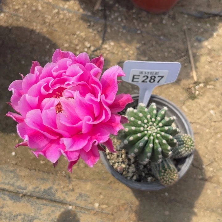 彩草嫣然福利特价E287