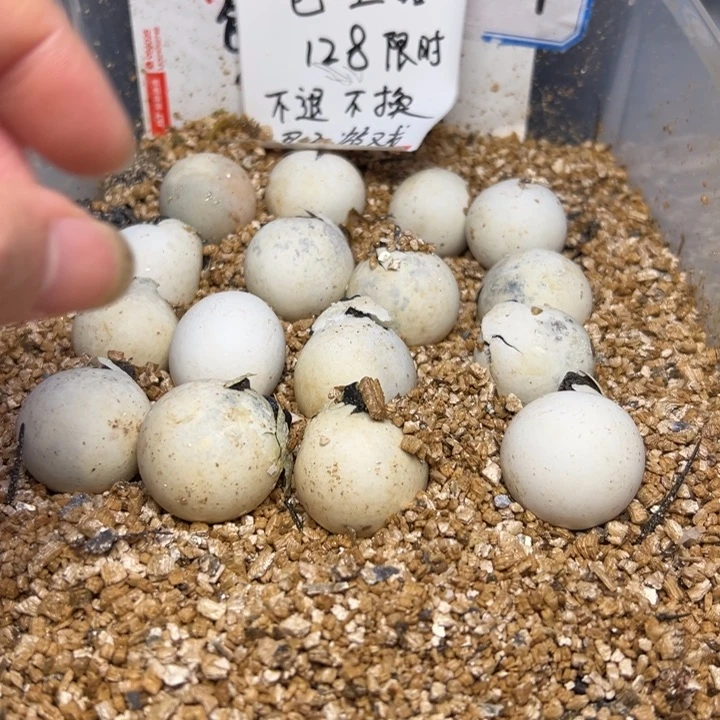 不分公母小鳄龟佛蛋代开不退换