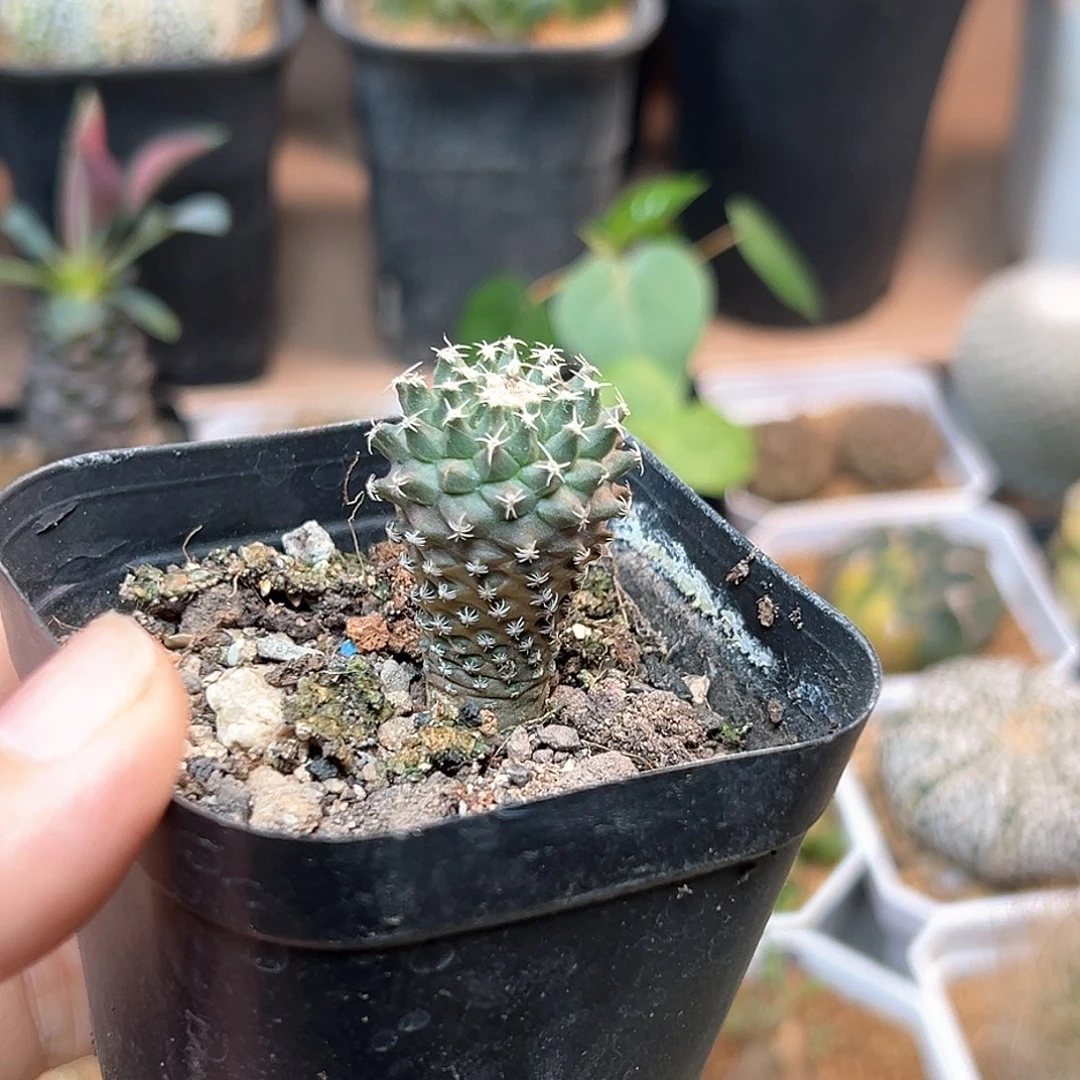 无花朵海胆娇丽实生球一颗