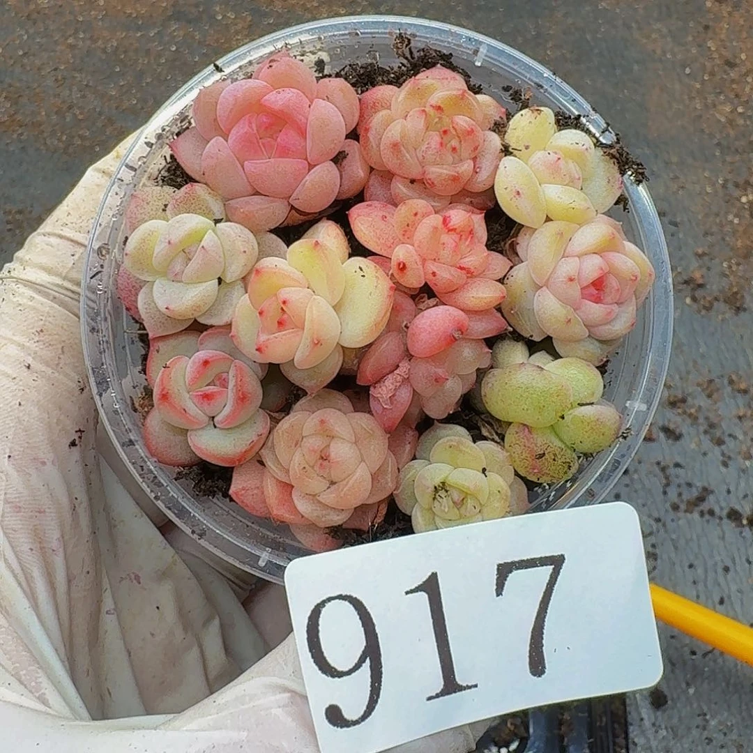 多肉植物多肉植物917