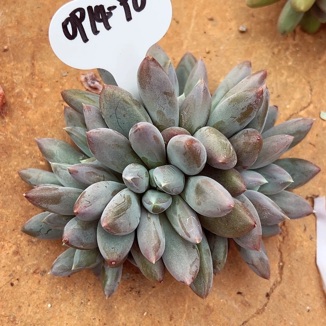 0914-96焦糖哥特群