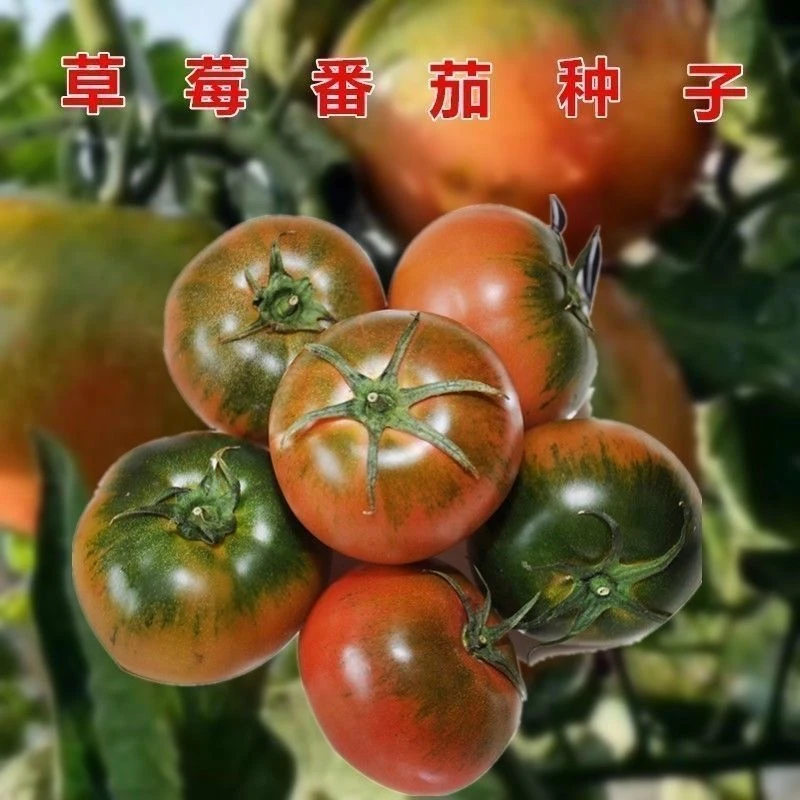 【全场满6包包邮】【159】铁皮草莓番茄种子