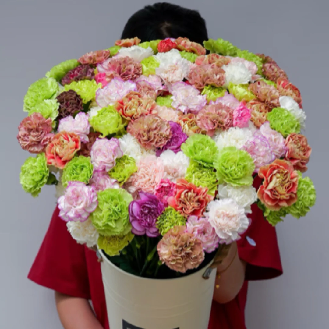 【100支超值装】云南基地直发单头康乃馨鲜切花室内水培带保鲜剂