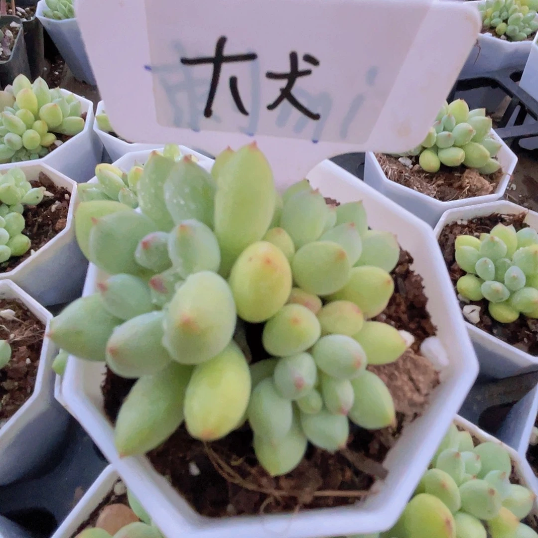 多肉植物多肉植物