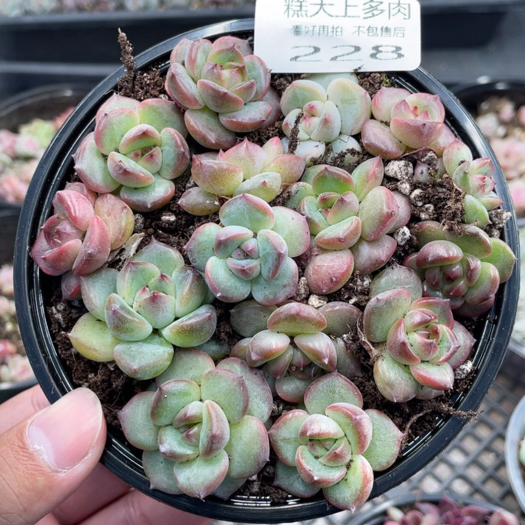 云糖心多肉植物228