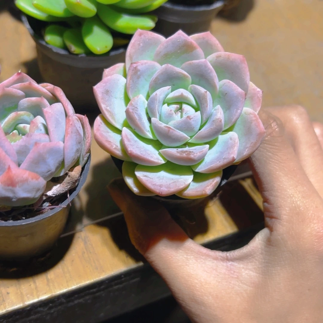 莲花新疆包邮5cm新疆包邮