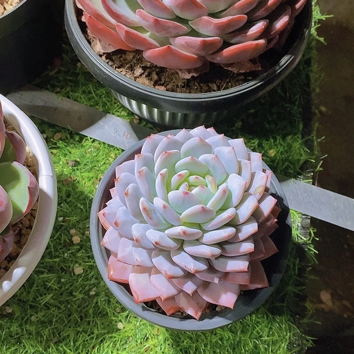 ****生星星橙多肉植物老桩