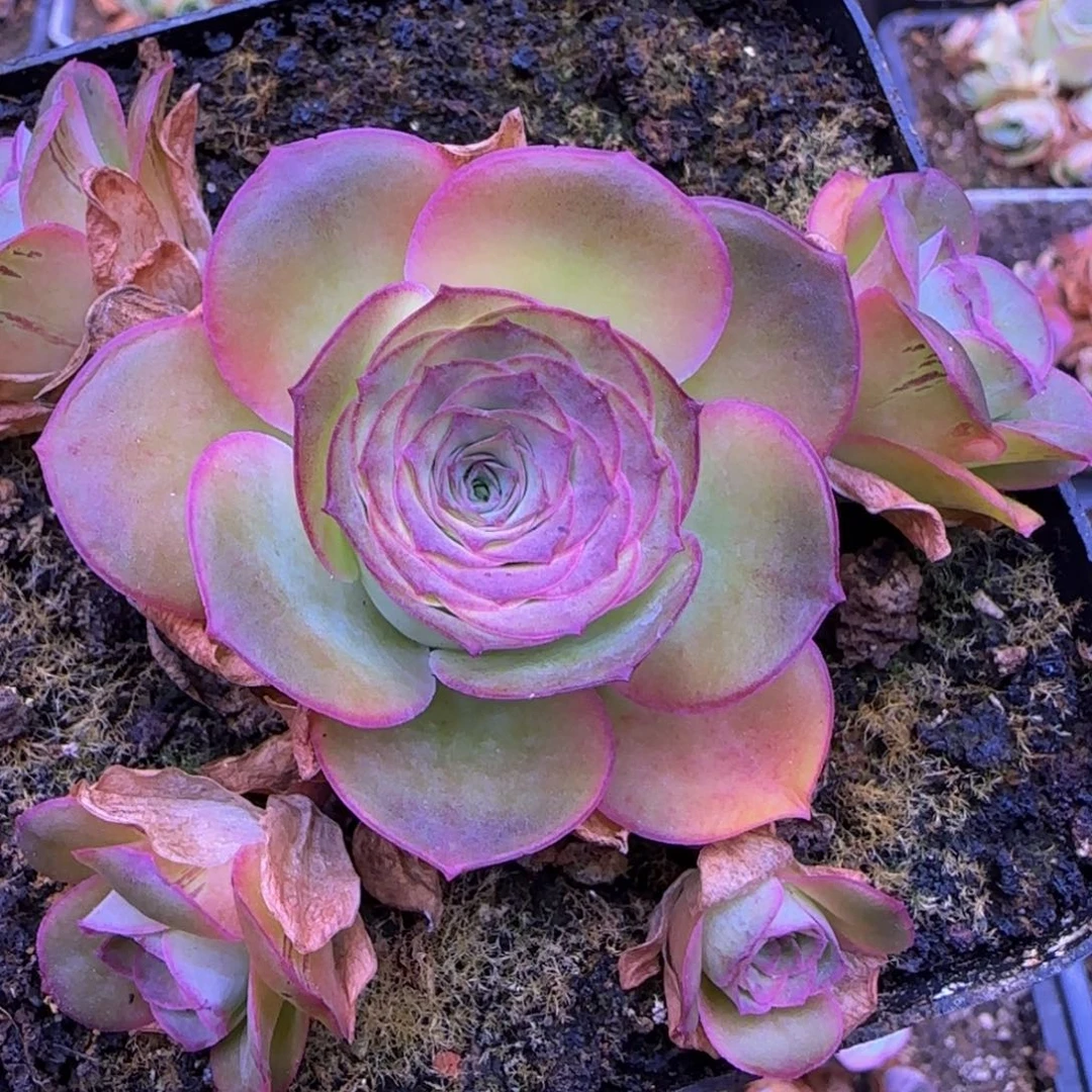 福利1568568856685685699