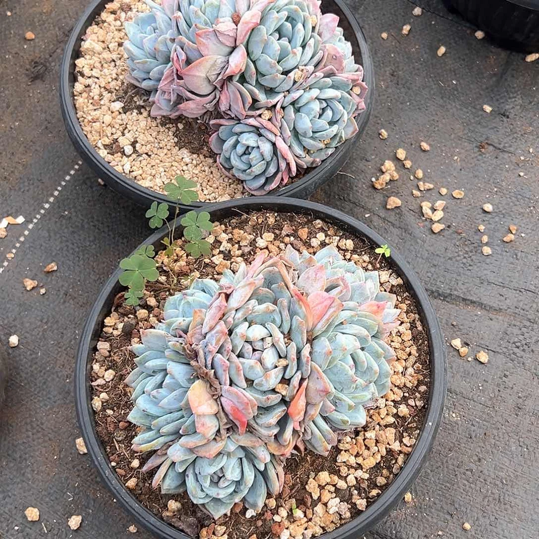 我***鱼多肉植物一物一拍