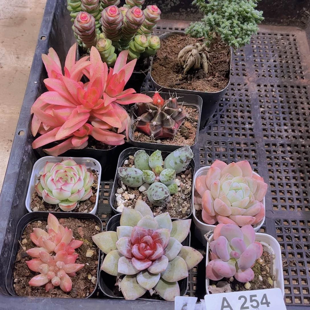 多肉254多肉植物