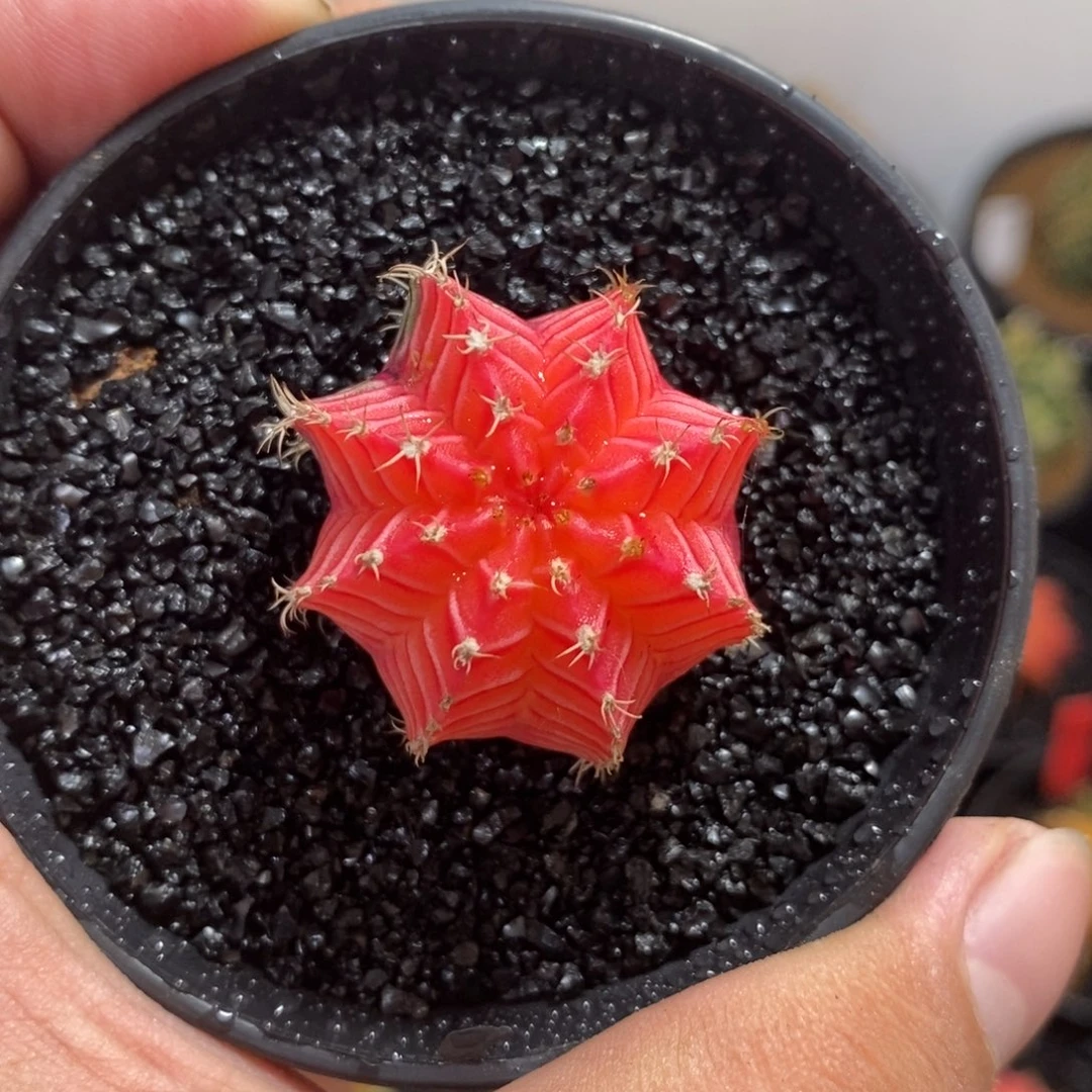 精品米哈—脱土发货36