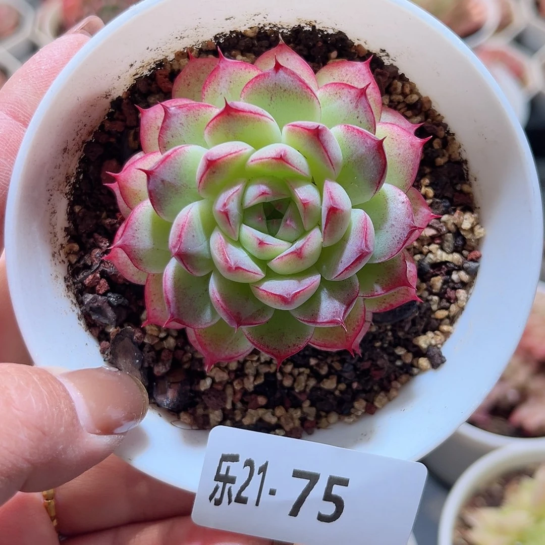 乐21-75 海王单头