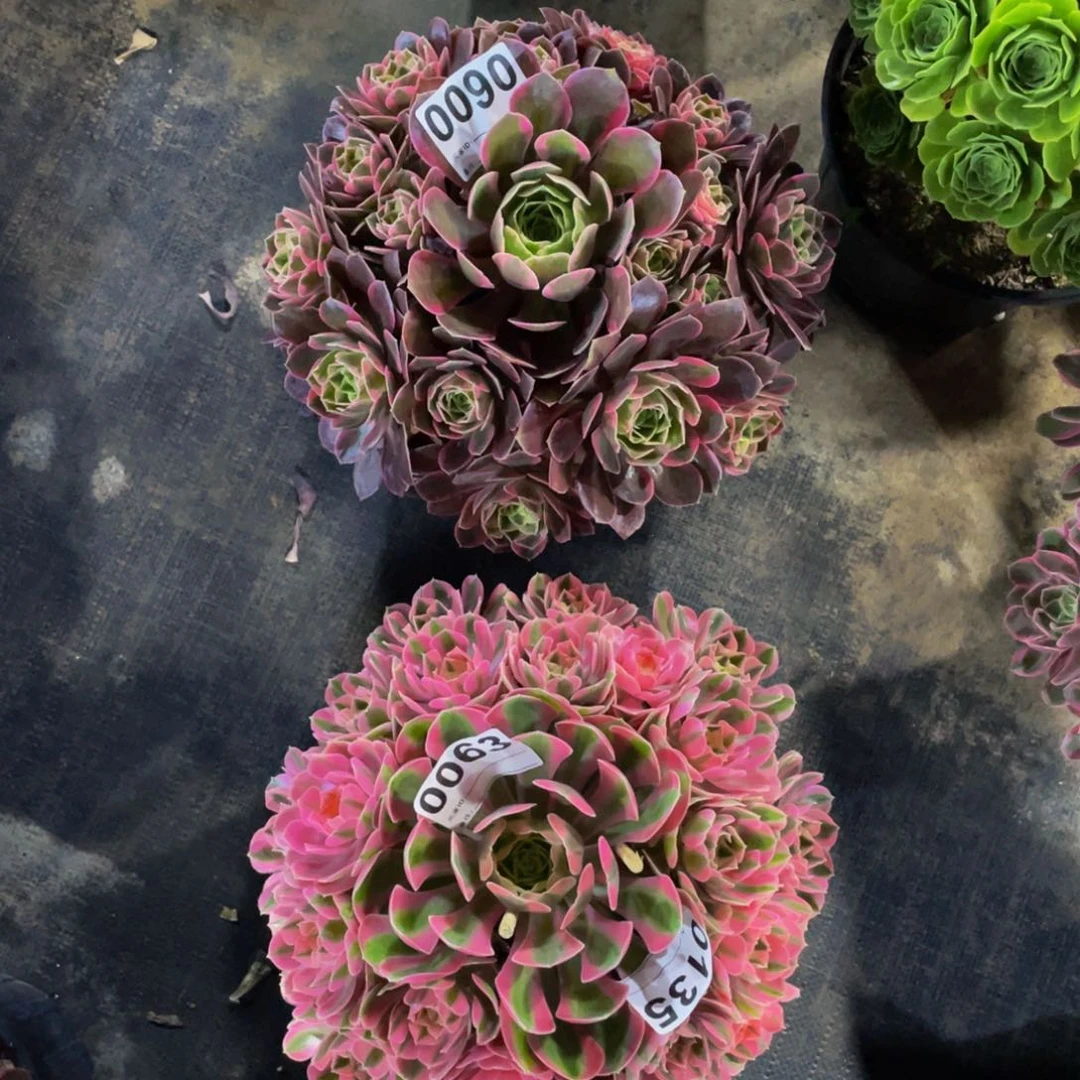 多肉粉女妖0090粉花妖0135