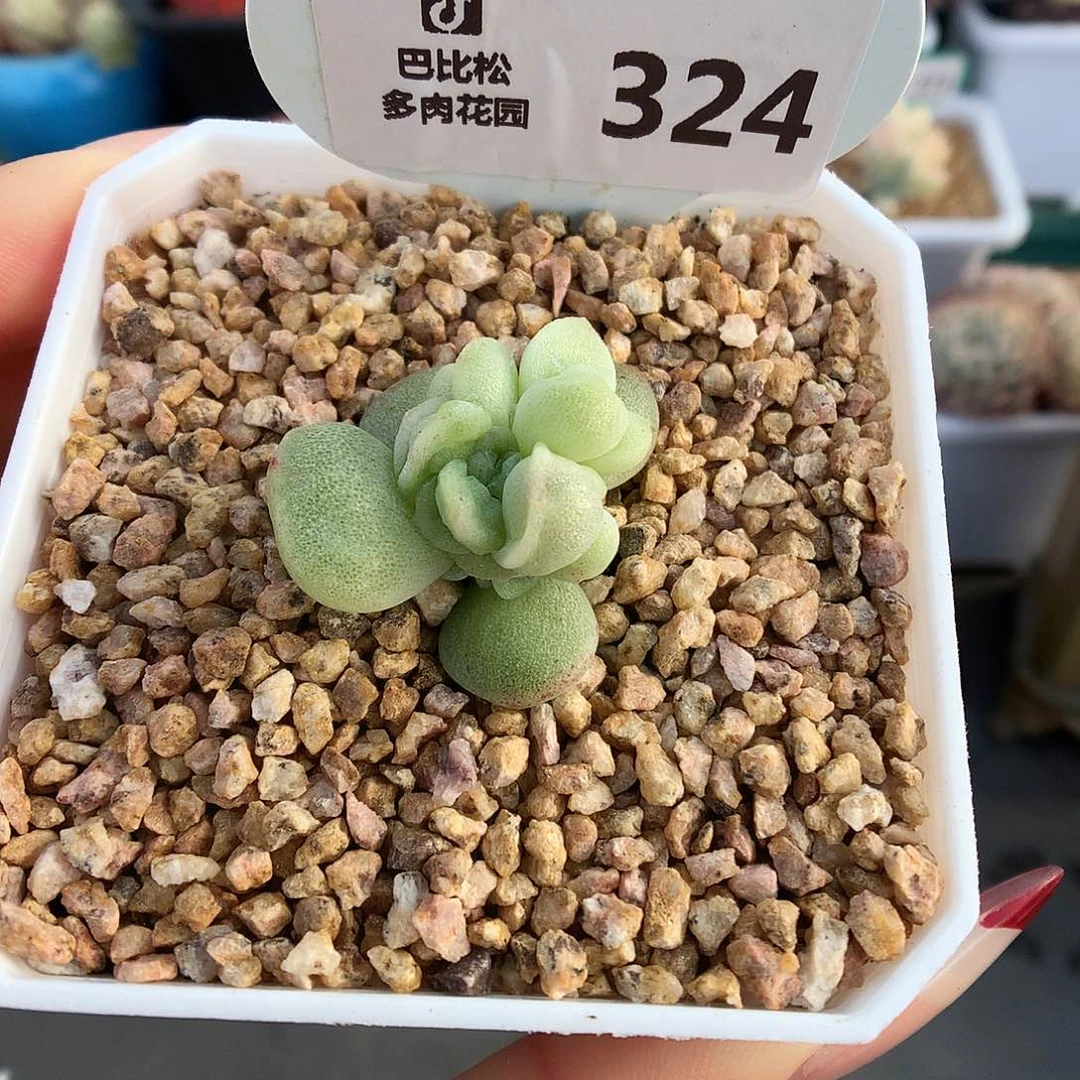 324虾饺型群生冰玉石化多肉植物