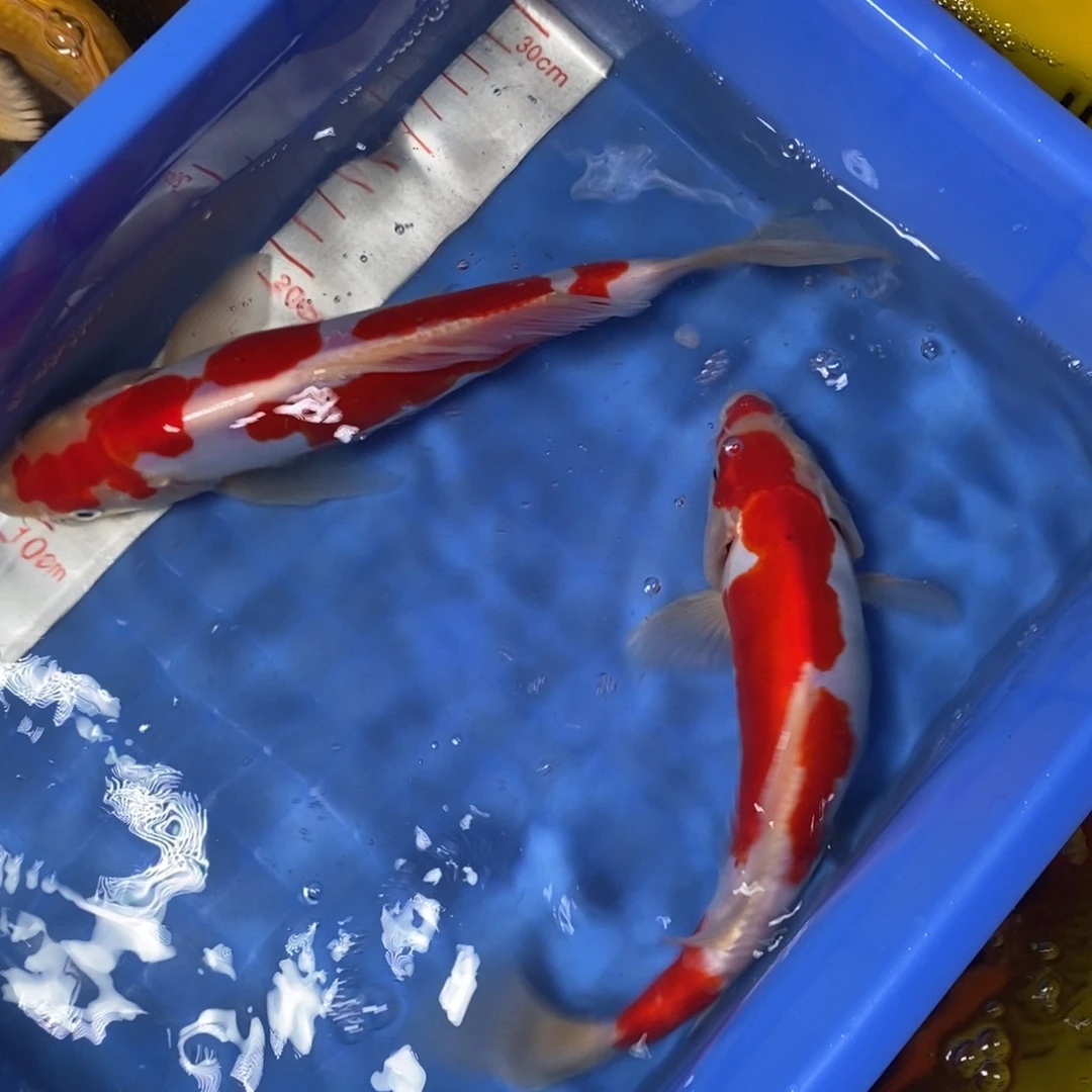 锦鲤冷水锦鲤包邮