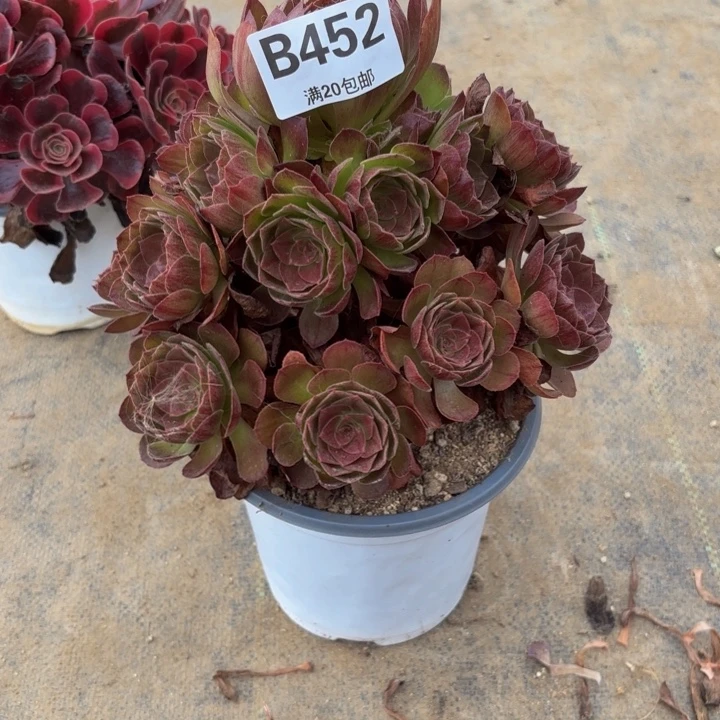 瑞妈多肉园艺452万黑