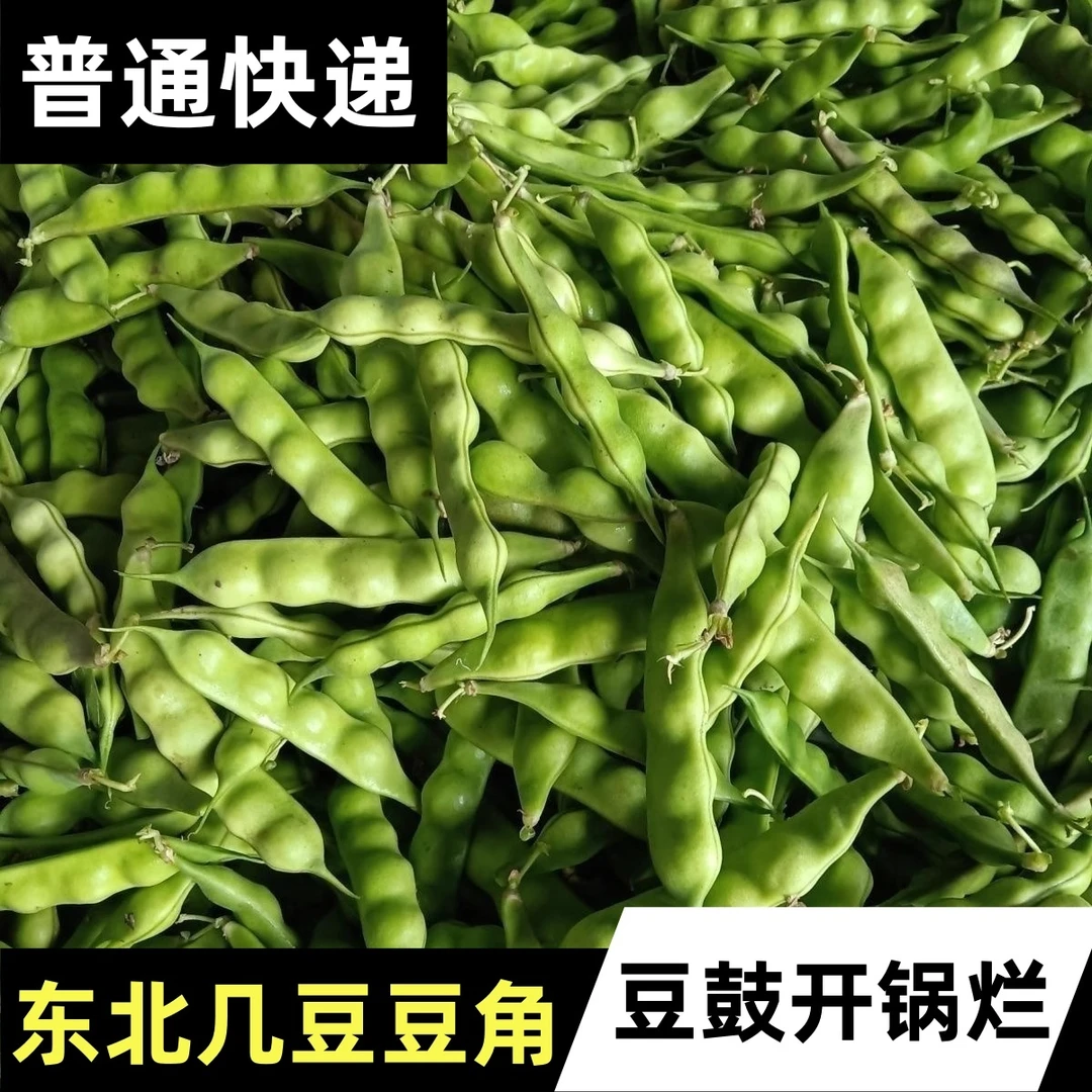 东北几豆角鼓豆角油豆角现摘新鲜蔬菜一点红九月青豆角开锅烂