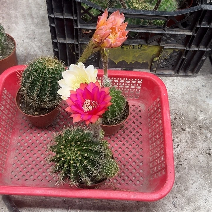 青***上无花朵彩草哈哈哈哈哈哈