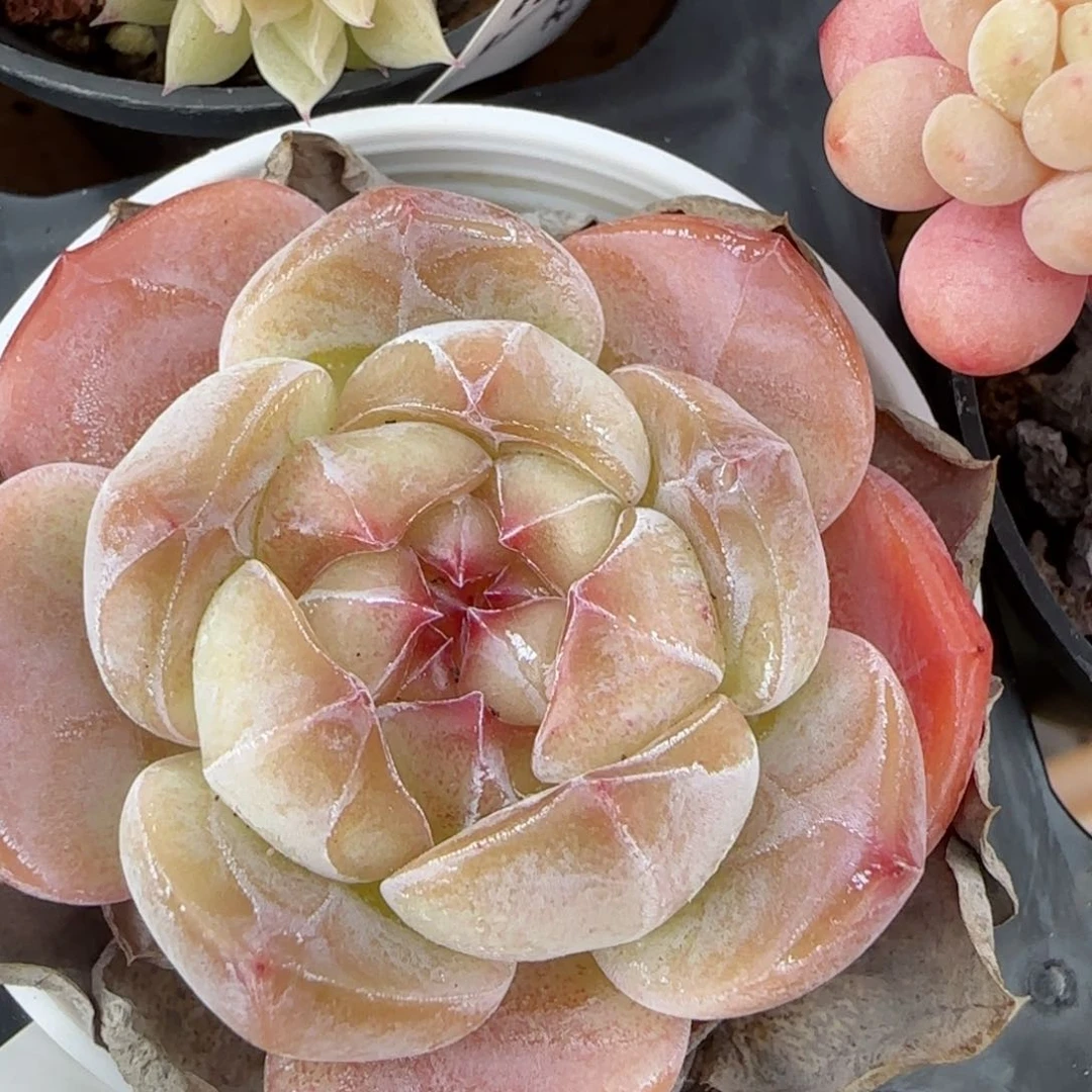 花语逸镜0206-643