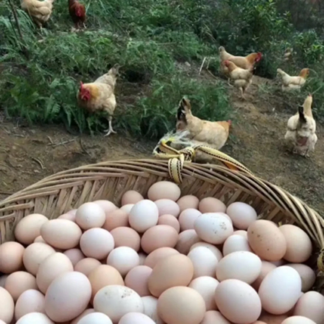云南散养粮食土鸡蛋
