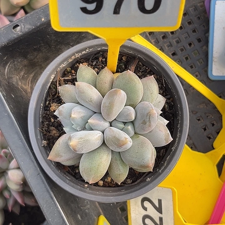 多肉植物胖体哥特970