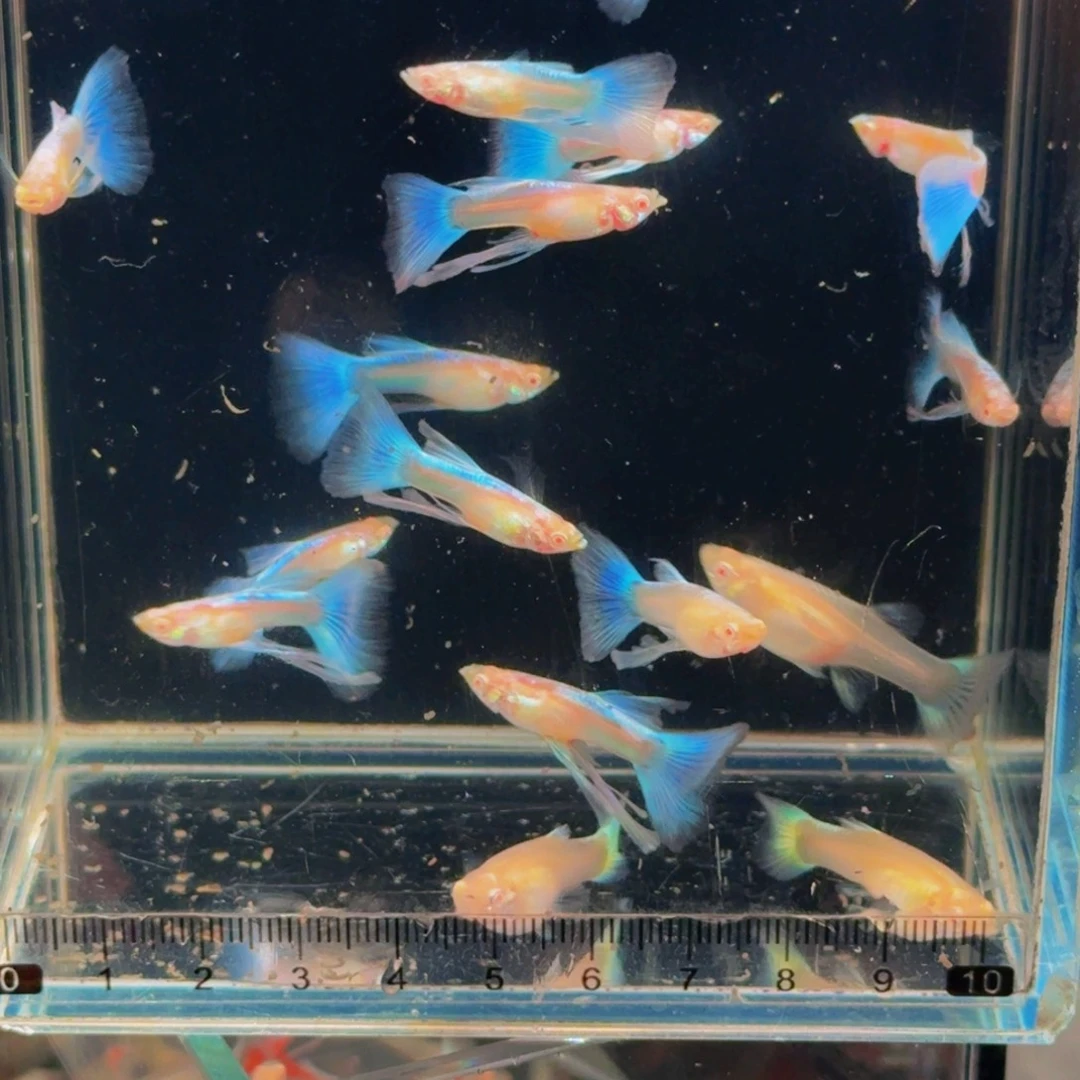 孔雀鱼天空蓝缎带大c飞船耳，4条全公