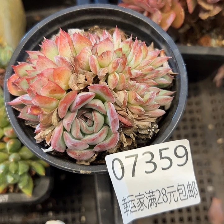 幸运的是我还没遇到过幸运