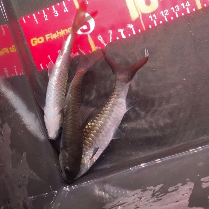 吉罗鱼10-13厘米异口三条