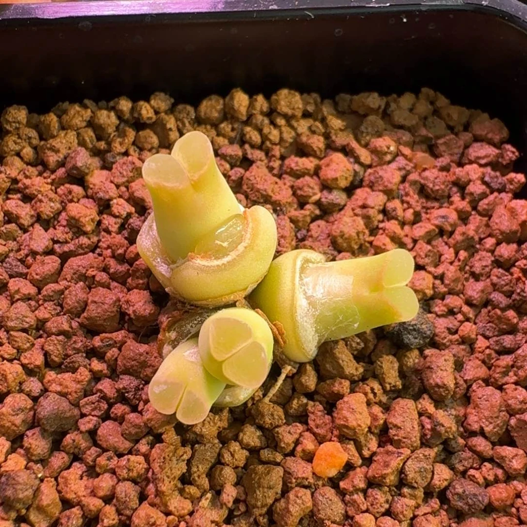 王***木云缦精品番杏21.12