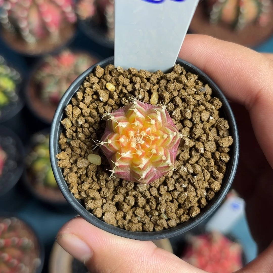 33-0623泰国发货多肉