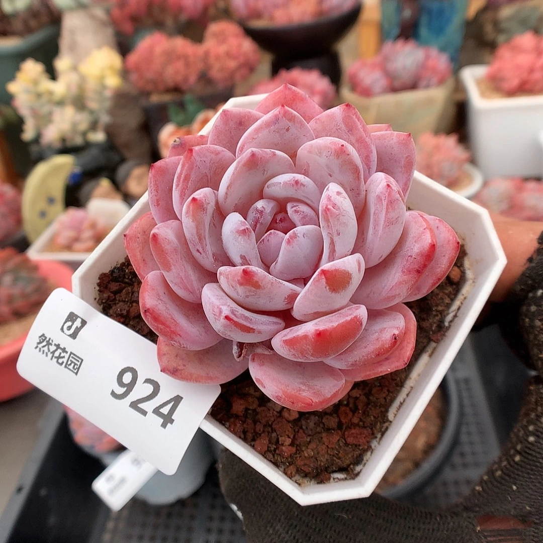 924粉星影多肉植物6666