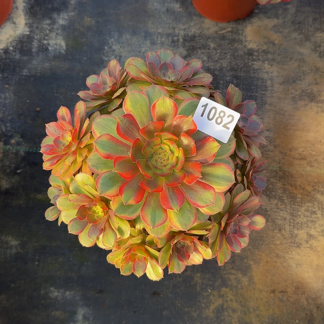 无花朵春****。1082火狐333冠服22.3