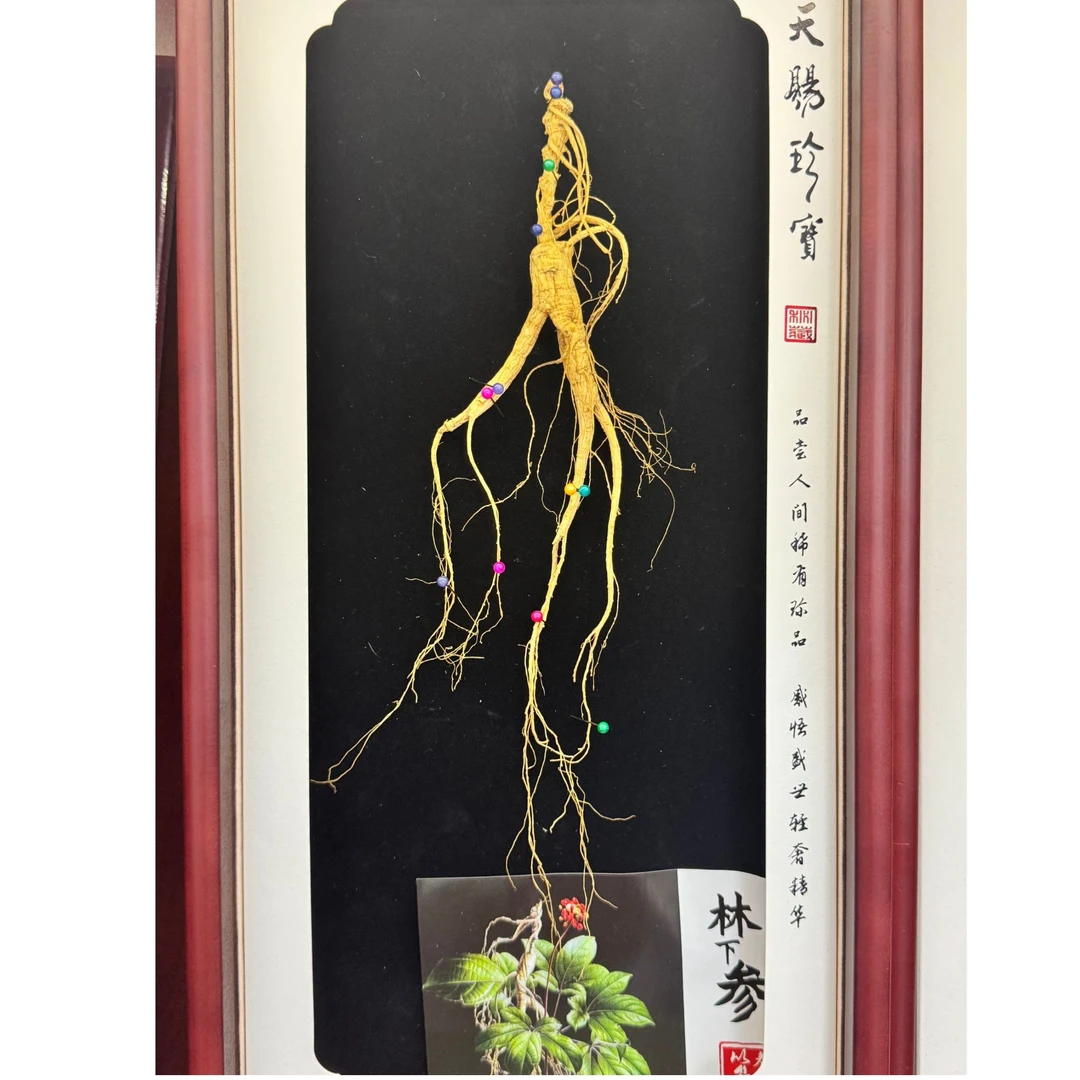 长白山 林下山参滋补高档精美礼盒适合泡水煲汤泡酒