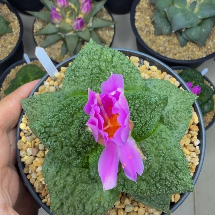 大圆肥厚超级哥斯拉