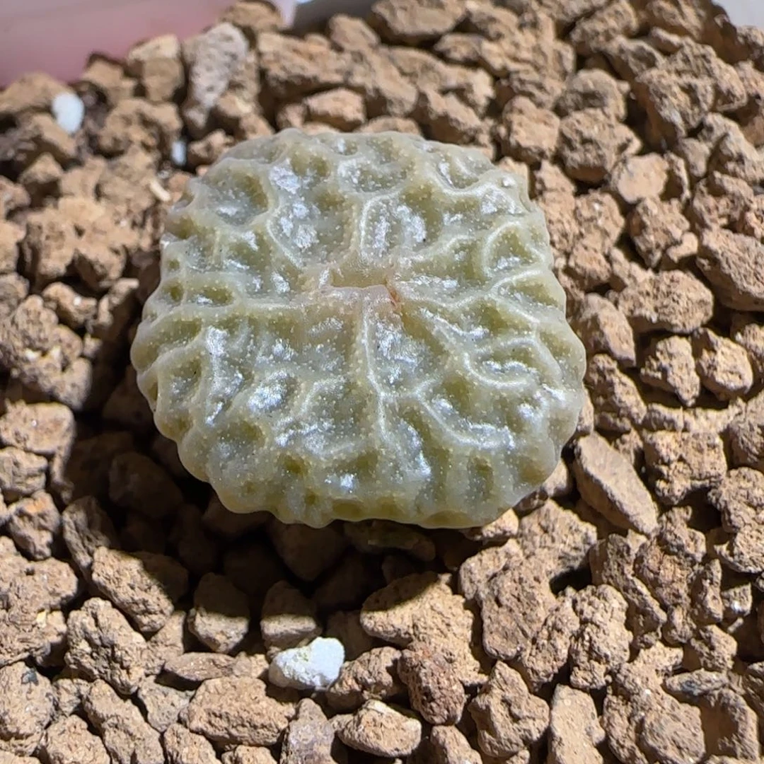 肉锥多肉植物组合-超烧母本1476